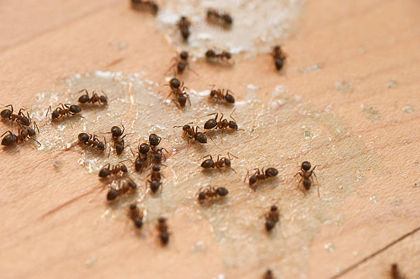 Best Termite Control Services  in Beachwood, NJ